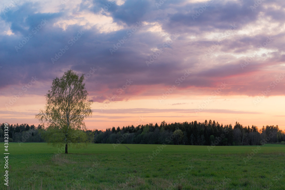 sunset over the field with a tree in the middle sunset over the field with a tree in the middle