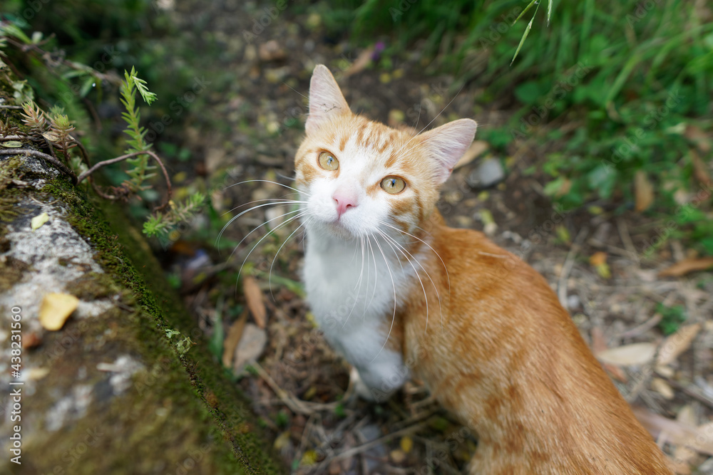 orange cat in a meadow