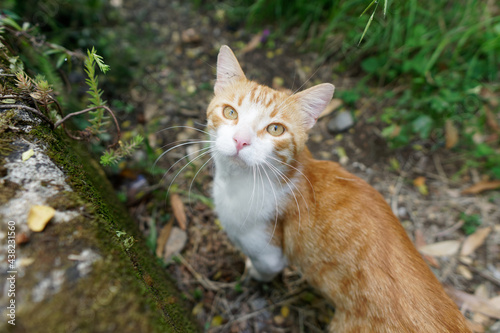 orange cat in a meadow © manola72