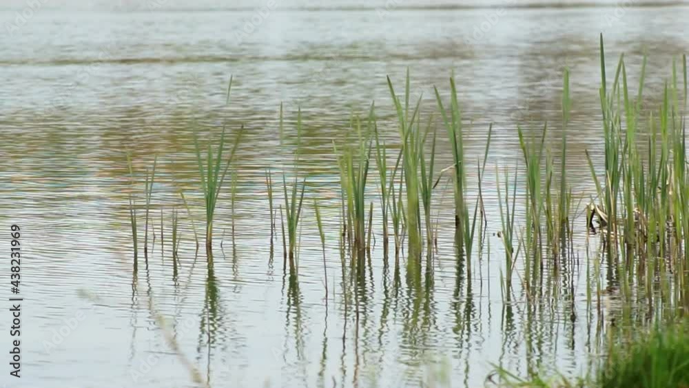 Young reed in a quiet lake. Aquatic plant is a green reed sprouted in the calm water of a spring lake. Lake shore river landscape.