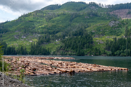 Timber logs floating in log boom in the ocean, Port Alice, Vancouver Island, British Columbia, Canada photo