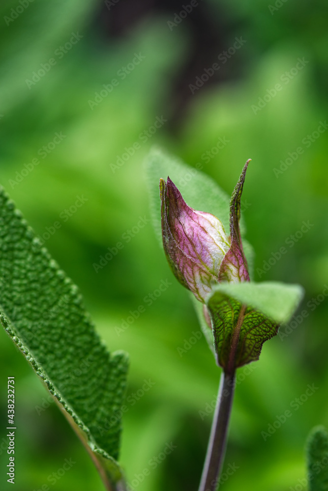 Salvia officinalis branch. Macro photography. Salvia officinalis branch. Macro photography.