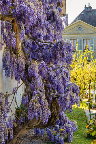 Glycine majestueuse au grappes de fleurs mauves photo