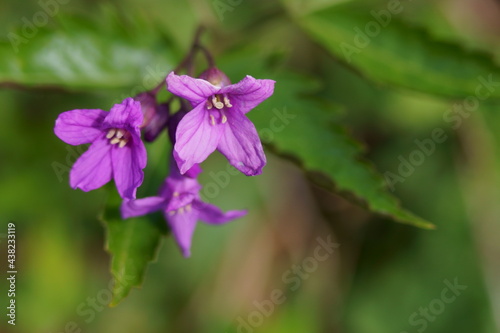 Wild violet flower - Cardamine glanduligera