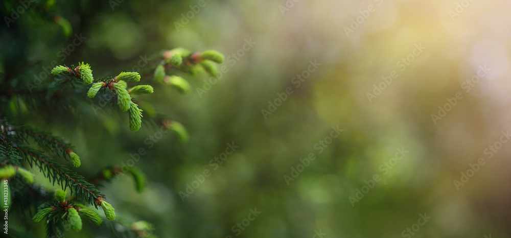 Young shoots on spruce branches Young shoots on spruce branches