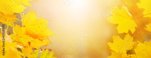 Yellow maple leaves in autumn forest on blurred background in sunlight. Autumn background  copy space