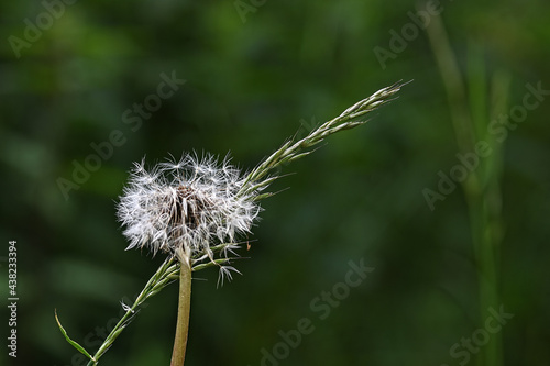 Pusteblume und Grashalm