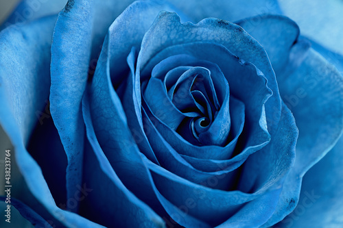 gorgeous blue rose on a light background
