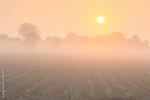 potato field at misty sunrise