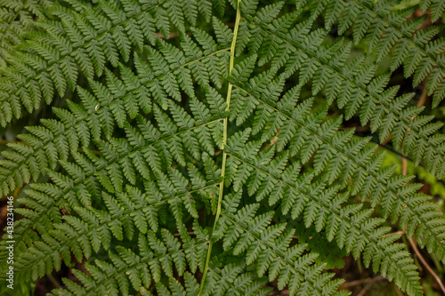 Lady fern leaves in wilderness