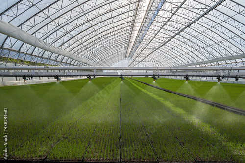 greenhouse with plants