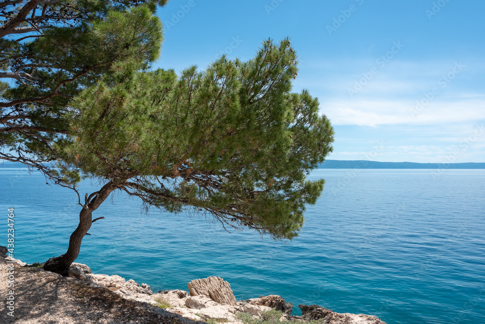 Tree on the shore of Adriatic Sea. Makarska, Croatia. Tree on the shore of Adriatic Sea. Makarska, Croatia.