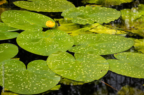 Obraz na plátně Gelbe Teichrose, (nuphar lutea),