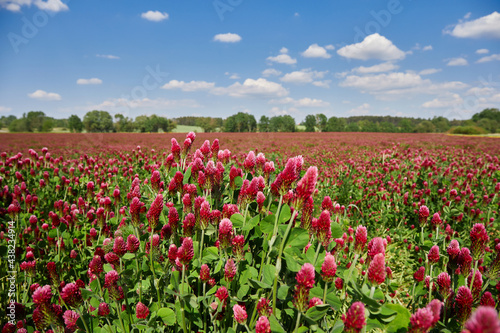 Fields of blooming red clover against a blue sky with clouds.