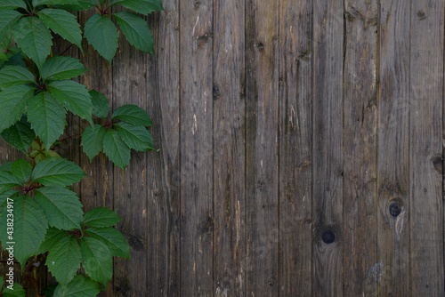 old wooden board  wood texture  green beautiful plant is from the edge of the frame