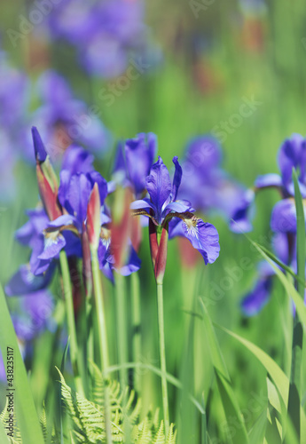 Fototapeta Naklejka Na Ścianę i Meble -  Nature background with spring flowers. Selective and soft focus. 