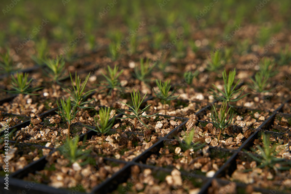 green spruce on the ground green spruce on the ground