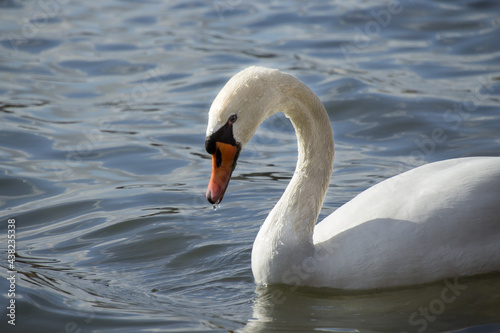 Close-up of a swan in the water looking at the observer