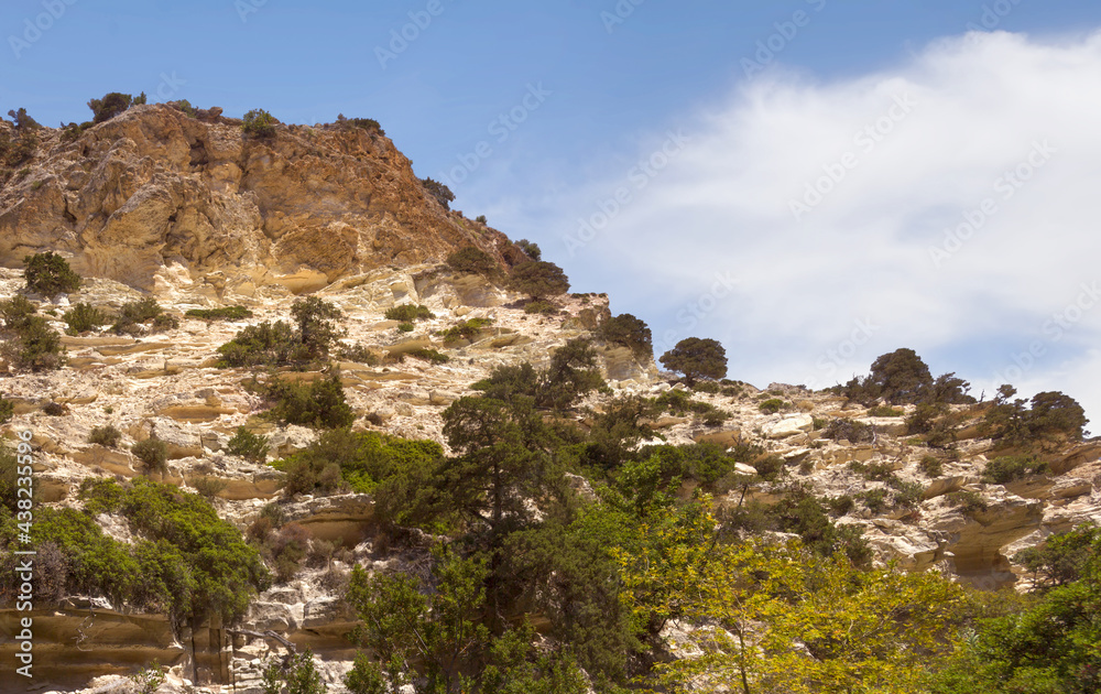 Vegetation on a steep mountain wall. Avakas Gorge, Akamas peninsula, Cyprus.