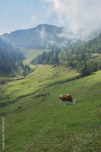 Scenic view of cows grazing on alpine pasture in the Bavarian alps below the peak of Herzogstand mountain