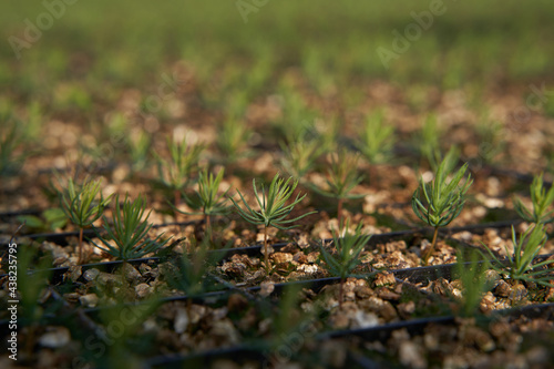 spruce in the forest