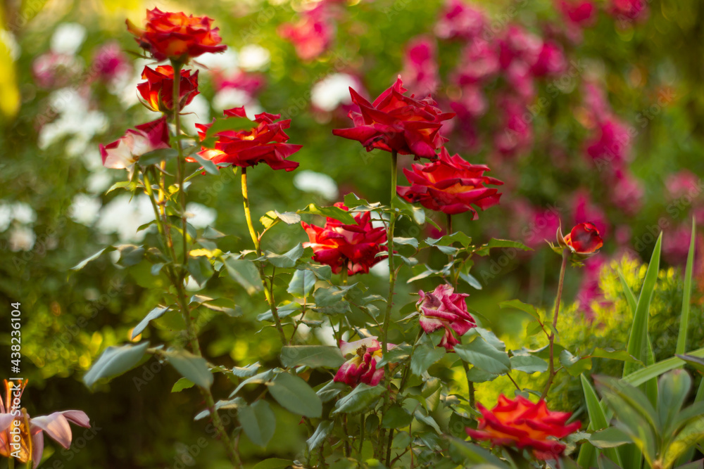 red-orange rose flowers in a garden landscape in summer, defocused, country plot