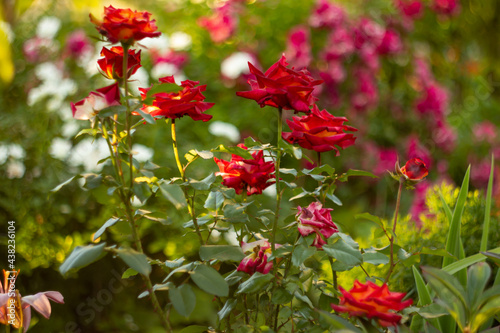 red-orange rose flowers in a garden landscape in summer, defocused, country plot