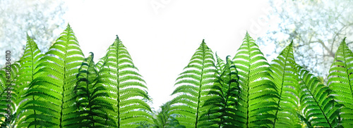green fern leaves outdoor  abstract natural background. banner