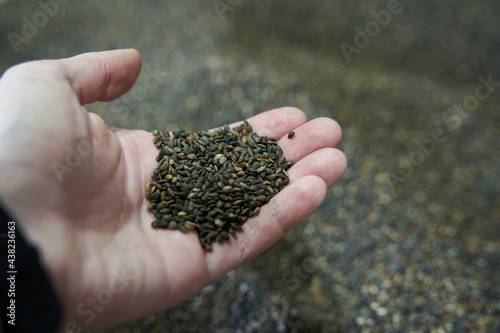 handful of spruce seed