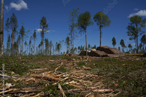 pine tree in the forest