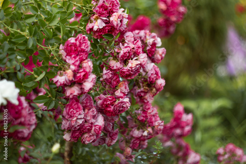 beautiful flowering bush of climbing rose of crimson color in the garden in landscape design