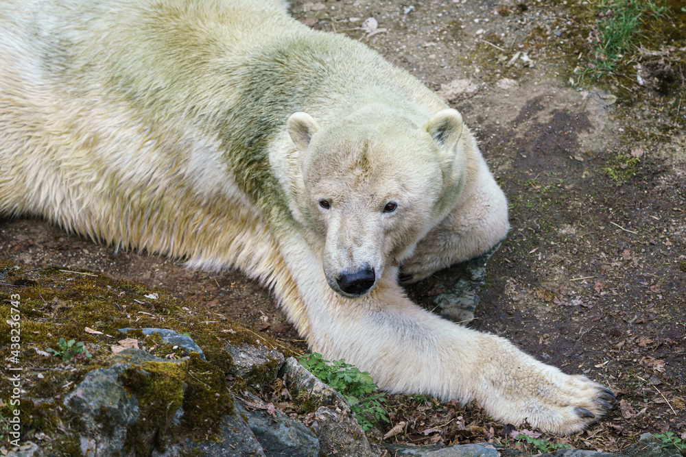 Fototapeta premium Polar bear on a rock
