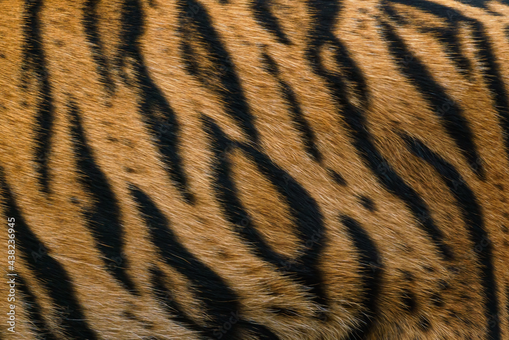 Fototapeta premium Tiger pattern, real sumatran tiger texture skin black orange stripe pattern for background