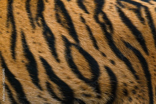Tiger pattern  real sumatran tiger texture skin black orange stripe pattern for background