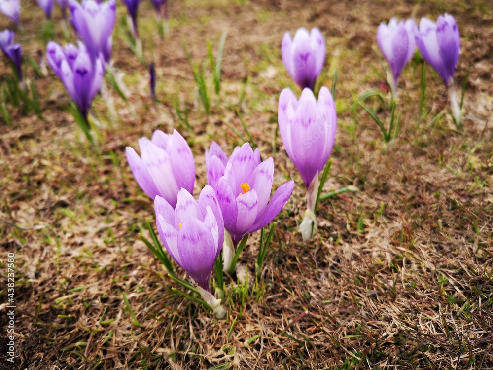 Purple crocus flowers. Purple meadows in the mountains.