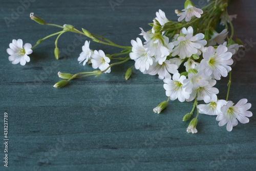 Wild white flower - Creeping groundcover; Cerastium alpinum  