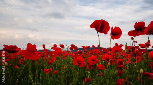 Remembrance poppy, field with poppies, nature, mountains, red flowers, red field, field with flowers