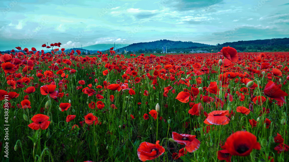 Obraz premium Remembrance poppy, field with poppies, nature, mountains, red flowers, red field, field with flowers