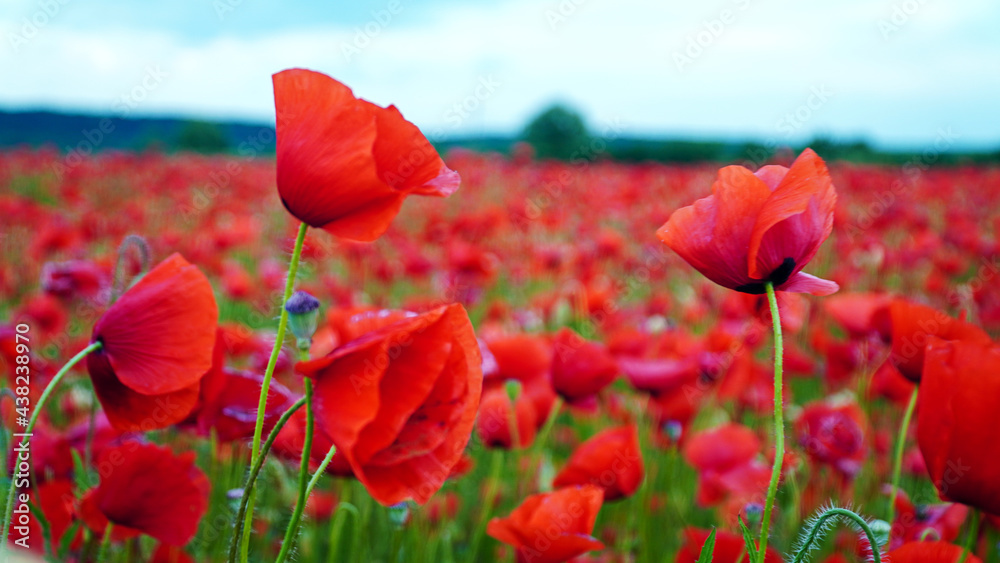 Obraz premium Remembrance poppy, field with poppies, nature, mountains, red flowers, red field, field with flowers
