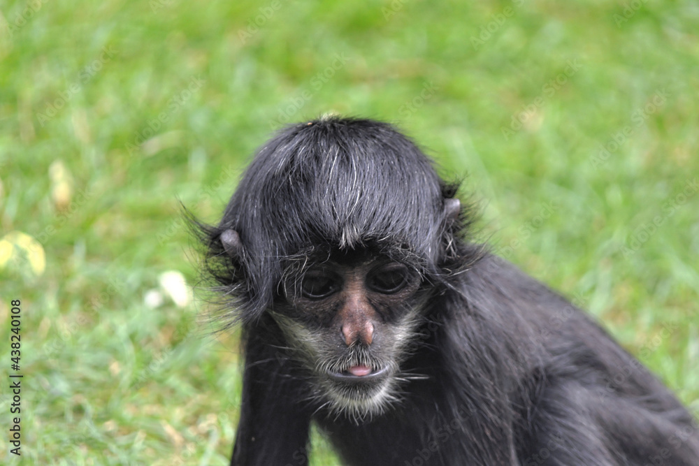Fototapeta premium spider monkey young