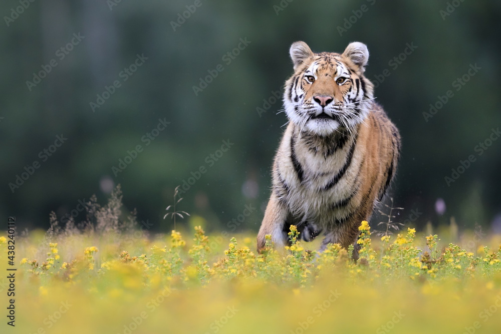 Obraz premium The largest cat in the world, Siberian tiger, Panthera Tigris altaica, running across a meadow full of yellow flowers directly to the camera. Impressionistic scene of the top predator in a nature.