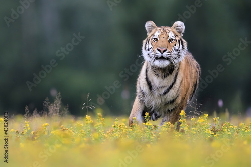 The largest cat in the world, Siberian tiger, Panthera Tigris altaica, running across a meadow full of yellow flowers directly to the camera. Impressionistic scene of the top predator in a nature.