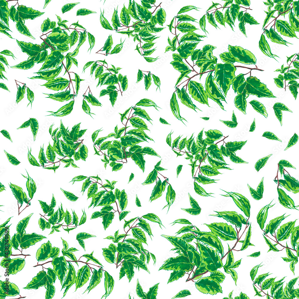 Ficus branches with green leaves in a pattern on a white background. Ficus branches with green leaves in a pattern on a white background.