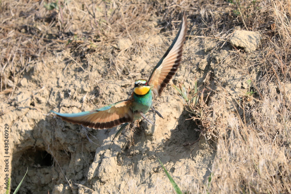 Action photo. Bee-eater flying in a dynamic pose. Flying jewel. European Bee-eater, Merops apiaster