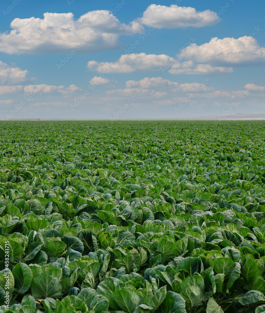 Cabbage Farms in California