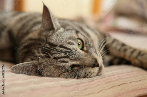 フロアに横たわるサバトラ猫