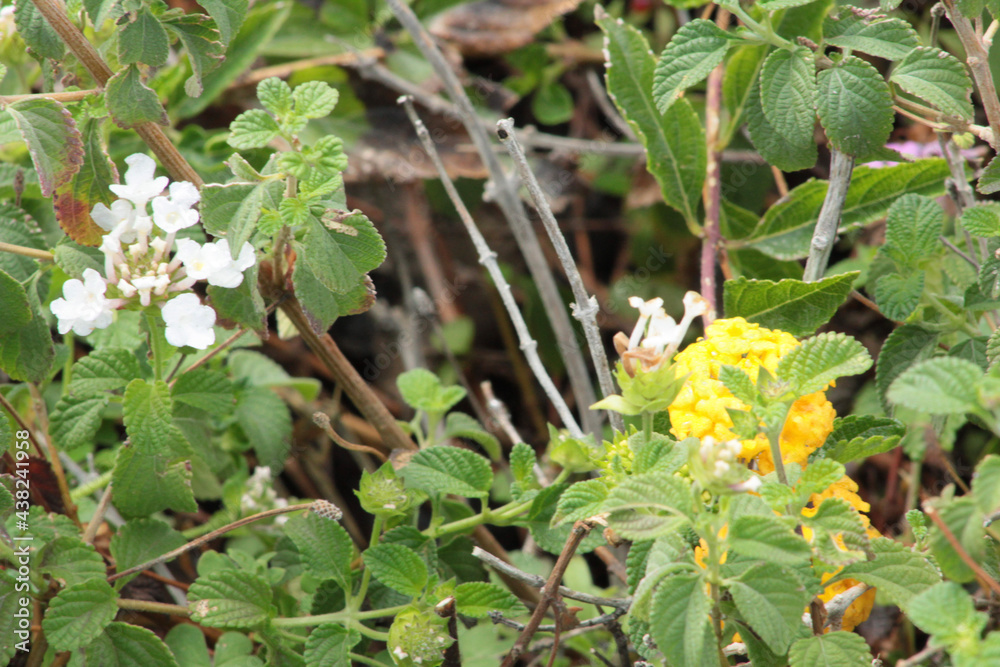 yellow flowers in the garden yellow flowers in the garden