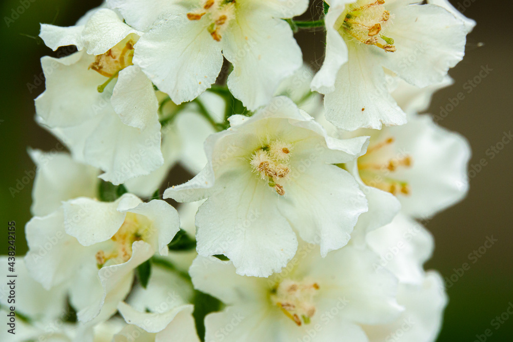 beautiful white larkspur dephinium flowers i summer bloom beautiful white larkspur dephinium flowers i summer bloom