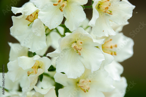 beautiful white larkspur dephinium flowers i summer bloom