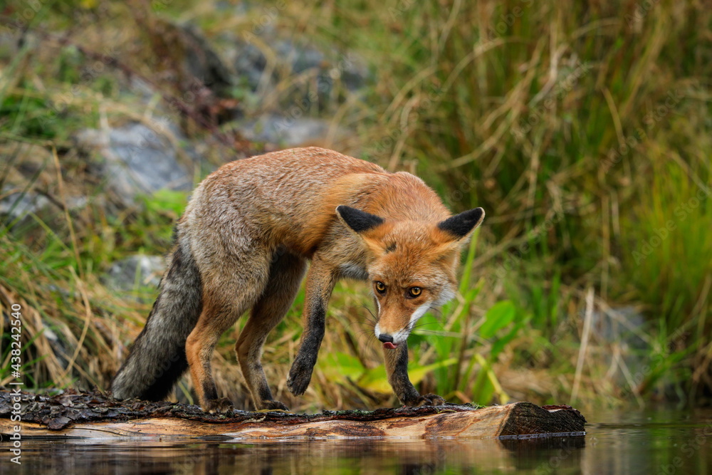 Close-up portrait of a red fox in a dynamic pose in its natural habitat. Vulpes vulpes Close-up portrait of a red fox in a dynamic pose in its natural habitat. Vulpes vulpes